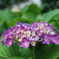 紫陽花