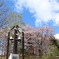 幸せのベルと桜