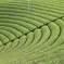 茶源郷