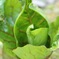 なんかの草