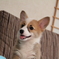 犬