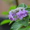 今朝の自宅の庭に咲く紫陽花