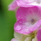 紫陽花と雨滴