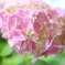 雨の紫陽花