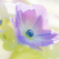  Hydrangea　　　CD＝Ⅴ