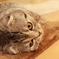 猫ろび