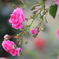 蔓薔薇も好き