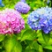 なかよし紫陽花