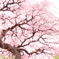 ume