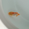 金魚