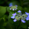紫陽花の季節 No.2