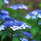紫陽花