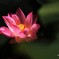 Asiatic Raes