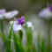 花菖蒲