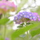 pastel rainy season