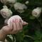 Rose　nail