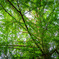 leafy trees