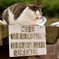 ねこ