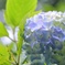 紫陽花