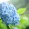 紫陽花2
