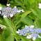 紫陽花4