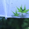 五月雨