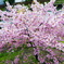 河津桜
