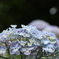 あじさいの花畑