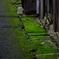 路地を往く