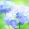 初夏り彩り