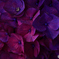 Hydrangea