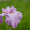 花菖蒲