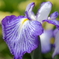 花菖蒲