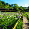 菖蒲池は花盛り..