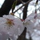 濡桜