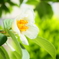一輪の花