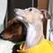 犬達