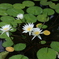水に浮く花