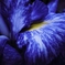 「花菖蒲」