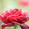 Crimson Red