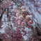 枝垂れ桜