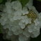 はじめての紫陽花