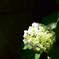 紫陽花