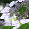 紫陽花
