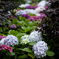 The alley of hydrangeas