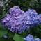 梅雨の紫陽花