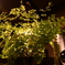 植物