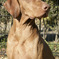 Vizsla