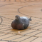 鳩サブレ