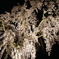 しだれ桜！